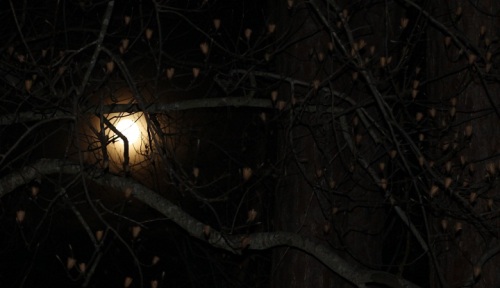 Later that evening, I tried my hand at shooting the full moon through the tree . . .